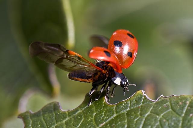 Mariquita alzando el vuelo