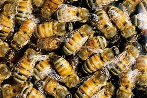 abejas roundup