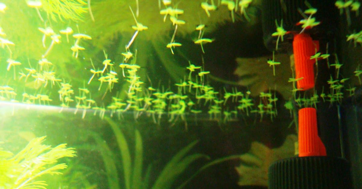 lenteja de agua, raíces de la lemna minor