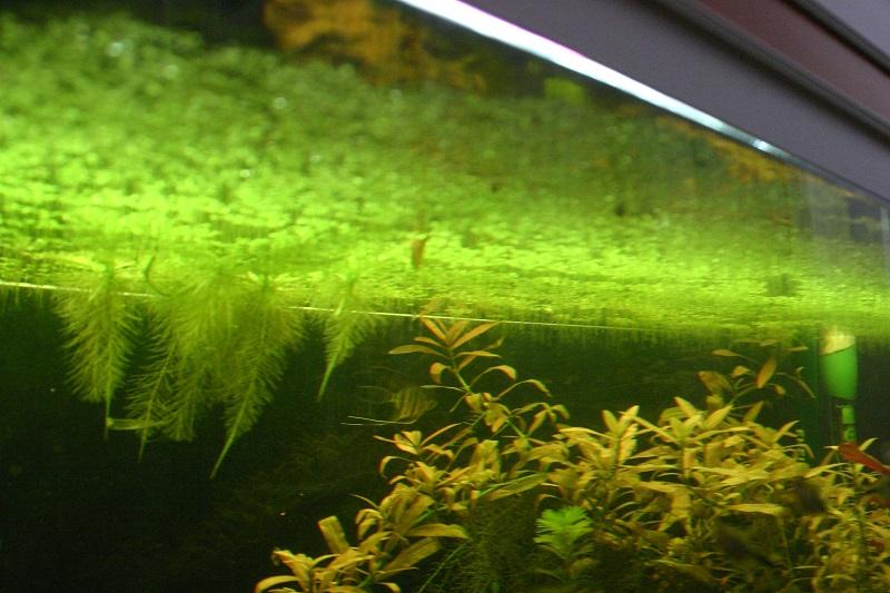 lenteja de agua en el acuario, vista inferior