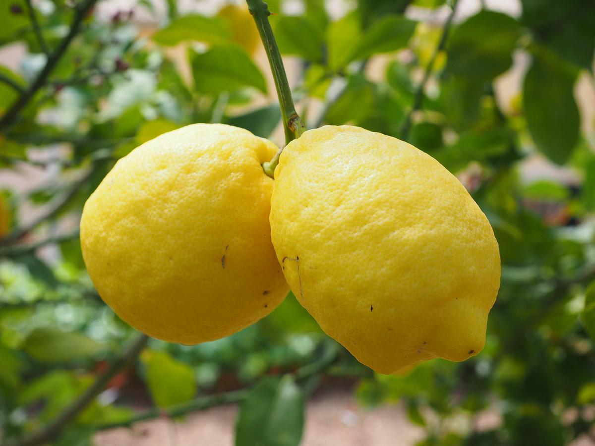 imagen de la fruta del limon
