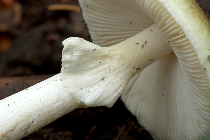 amanita phalloides - cicuta verde - farinera borda - amanita mortal - setas venenosas - la casa de las setas