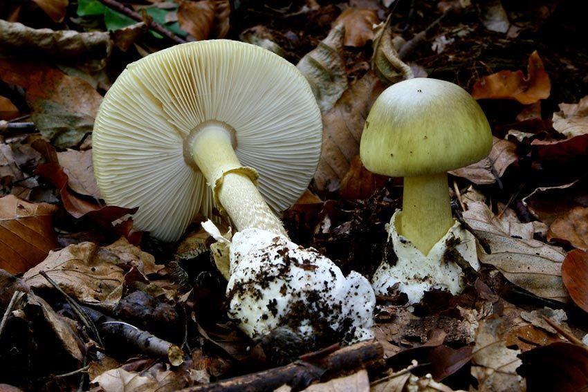 amanita phalloides - cicuta verde - farinera borda - amanita mortal - setas venenosas - la casa de las setas