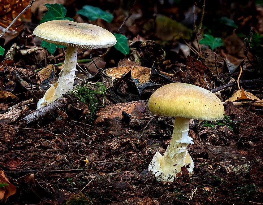 01-amanita-phalloides—la-casa-de-las-setas