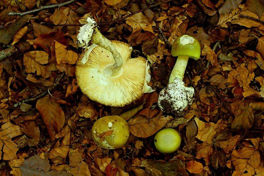 02-amanita-phalloides—la-casa-de-las-setas