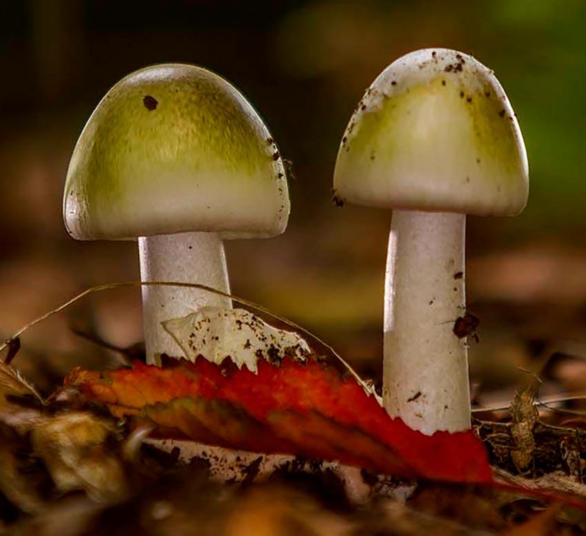 03-amanita-phalloides—la-casa-de-las-setas