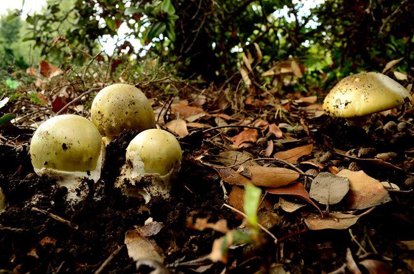 05-amanita-phalloides—la-casa-de-las-setas