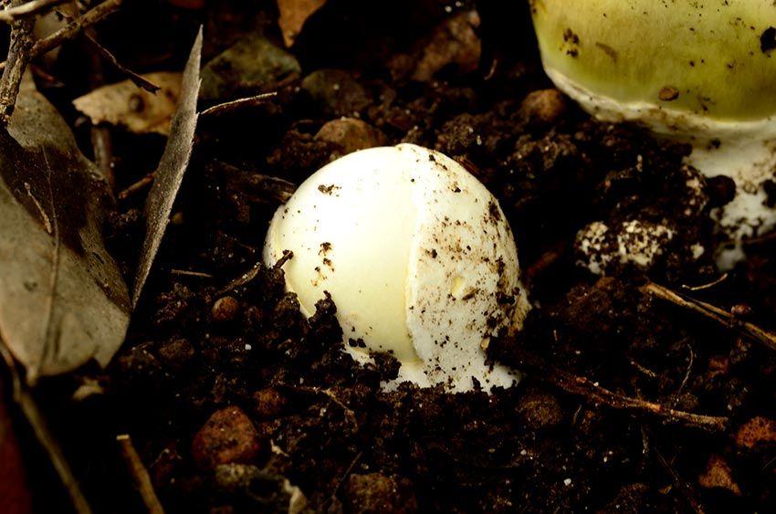 06-amanita-phalloides—la-casa-de-las-setas