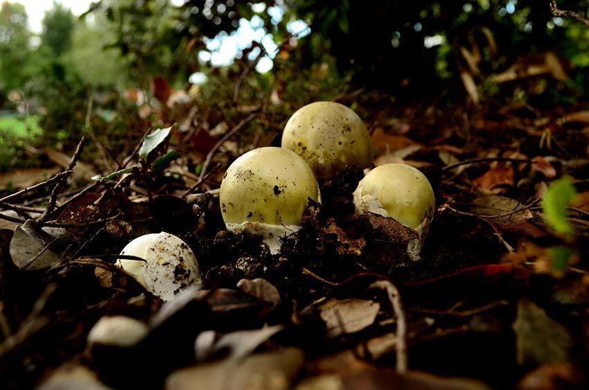 07-amanita-phalloides—la-casa-de-las-setas