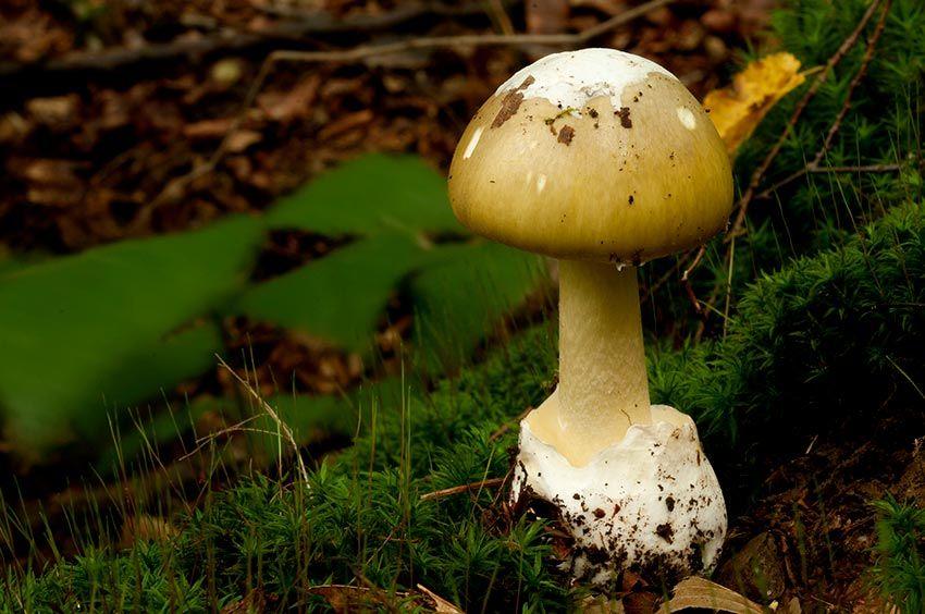 08-amanita-phalloides—la-casa-de-las-setas