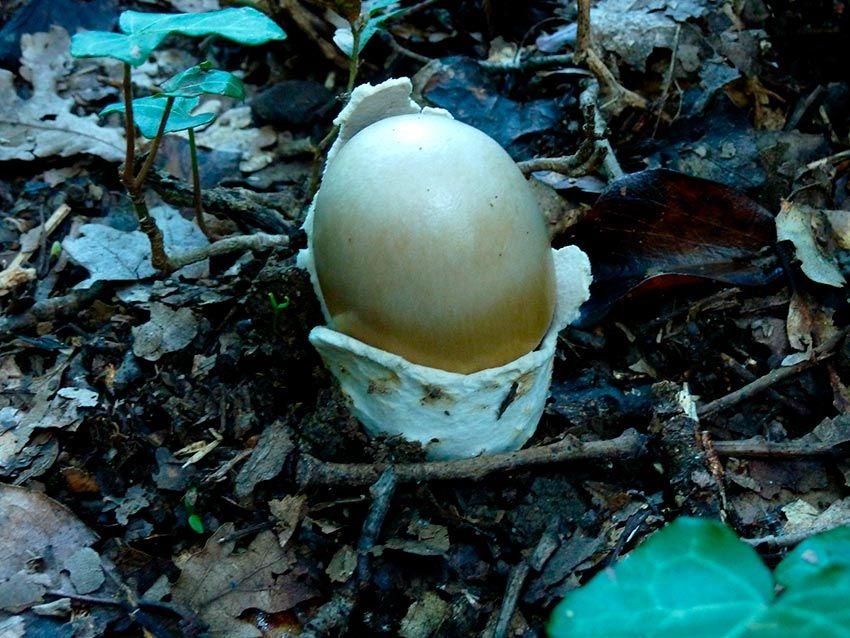 10-amanita-phalloides—la-casa-de-las-setas