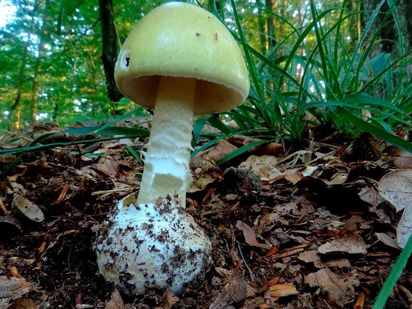 11-amanita-phalloides—la-casa-de-las-setas