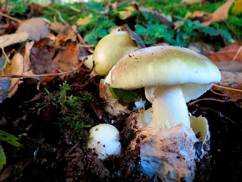 12-amanita-phalloides—la-casa-de-las-setas