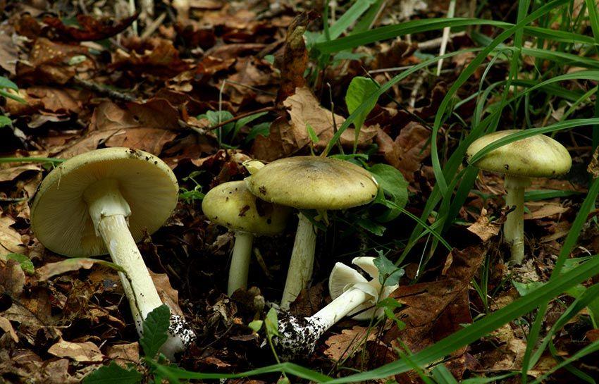 13-amanita-phalloides—la-casa-de-las-setas