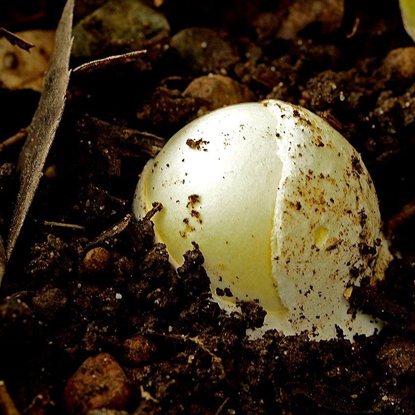 14-amanita-phalloides—la-casa-de-las-setas
