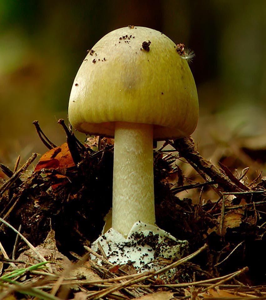 16-amanita-phalloides—la-casa-de-las-setas