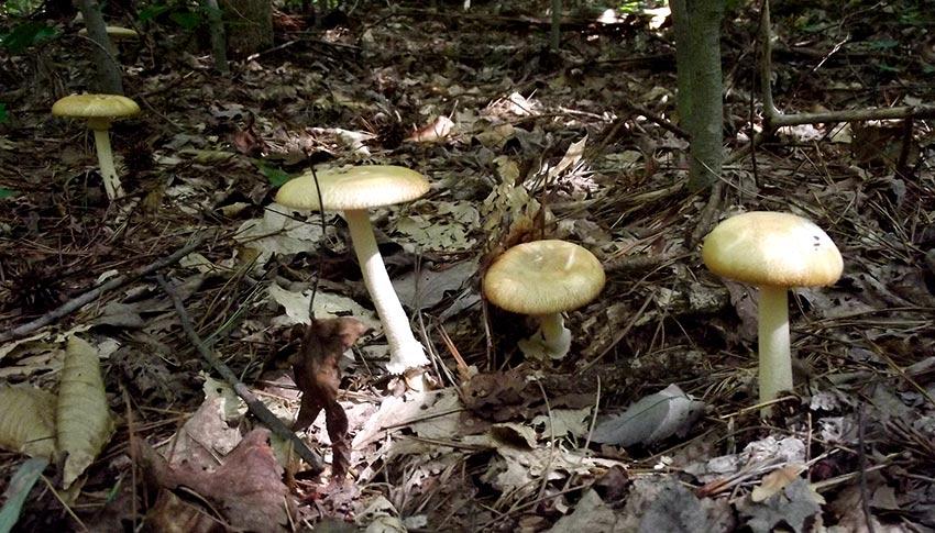 17-amanita-phalloides—la-casa-de-las-setas