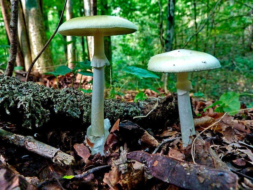 19-amanita-phalloides—la-casa-de-las-setas