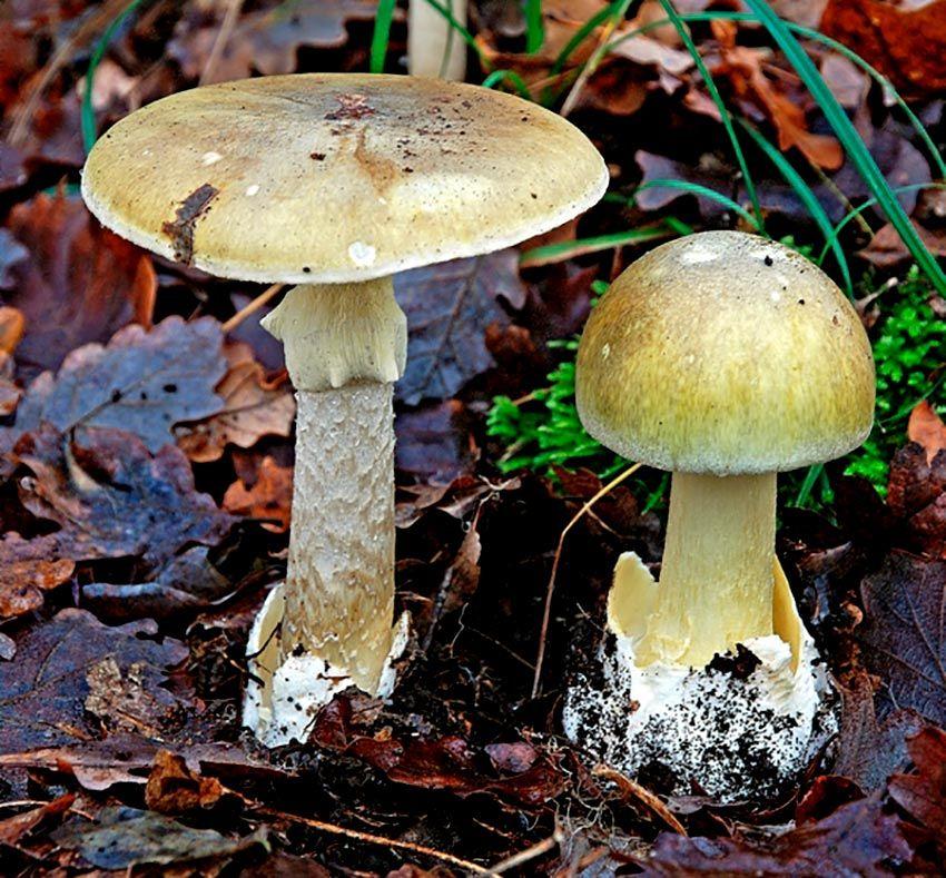 21-amanita-phalloides—la-casa-de-las-setas