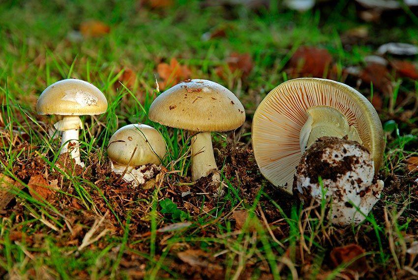 22-amanita-phalloides—la-casa-de-las-setas