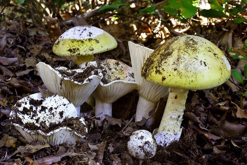 23-amanita-phalloides—la-casa-de-las-setas