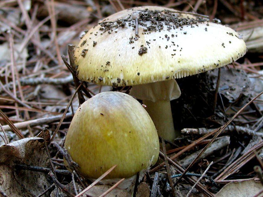 24-amanita-phalloides—la-casa-de-las-setas