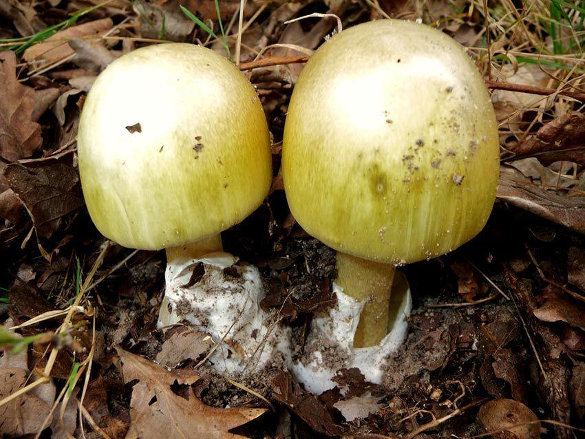 25-amanita-phalloides—la-casa-de-las-setas