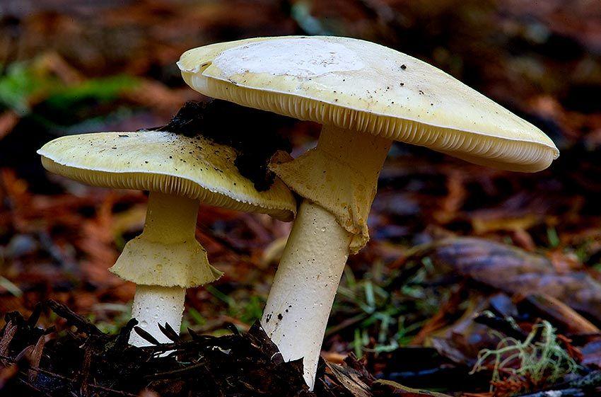 26-amanita-phalloides—la-casa-de-las-setas