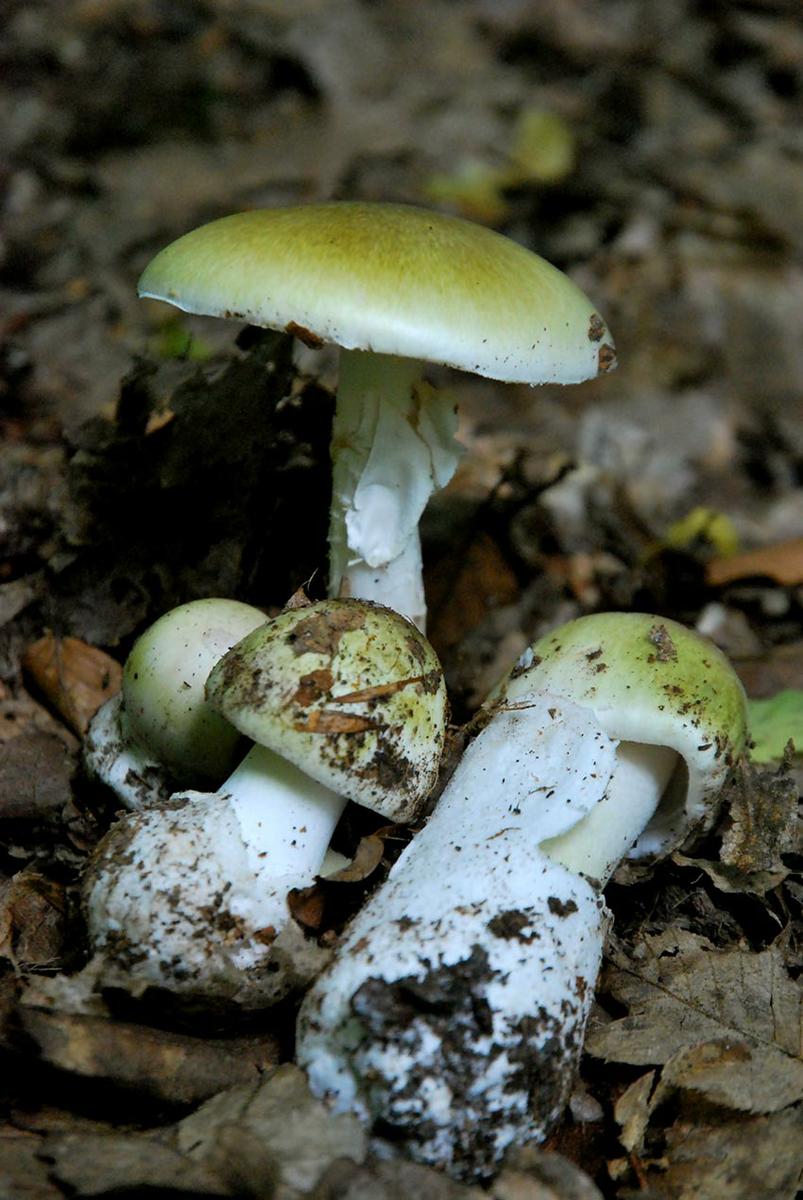 27-amanita-phalloides—la-casa-de-las-setas