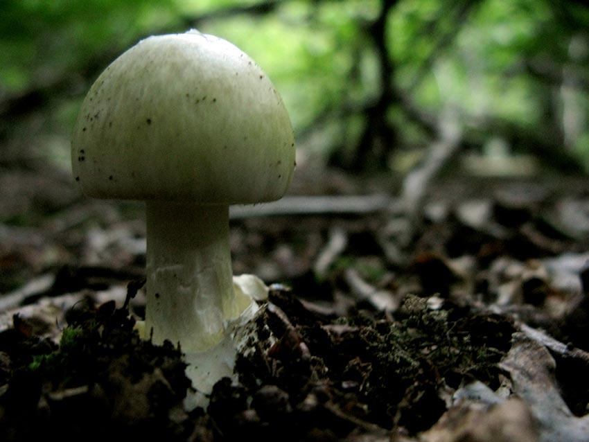 28-amanita-phalloides—la-casa-de-las-setas