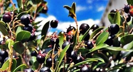 iamagen de la fruta del maqui