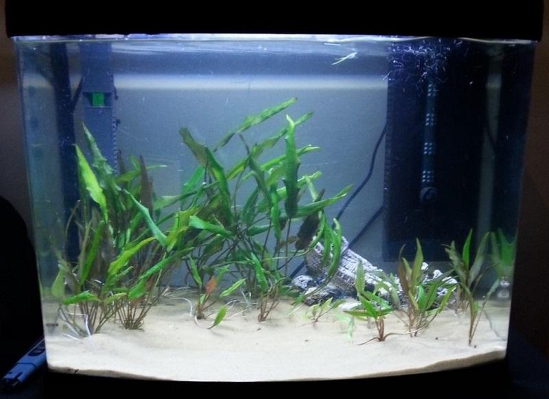 como calcular los litros de un acuario panorámico