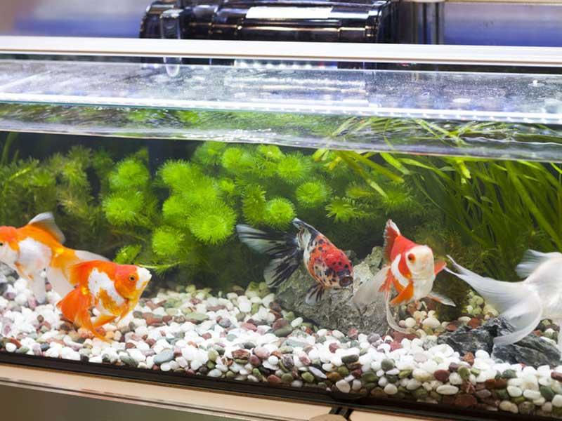 como calcular los litros de un acuario, para saber cuantos peces debe tener