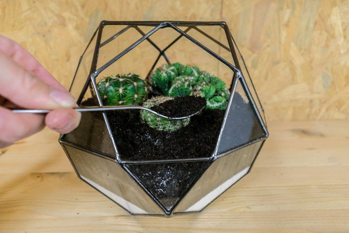 decorar con cactus un terrario