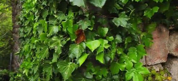 aniversario bodas de hiedra