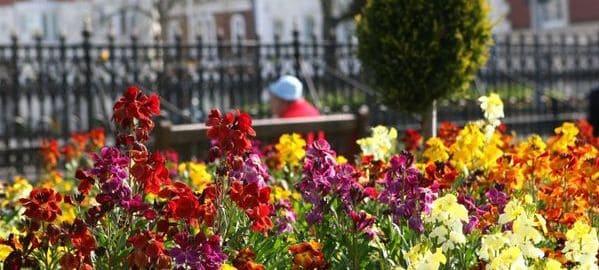 significado bodas de alheli