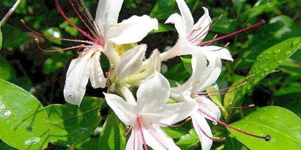 significado bodas de madreselva