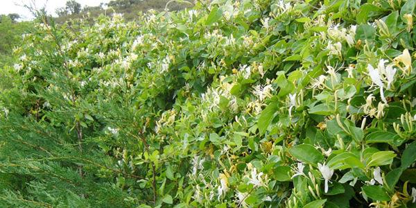 celebrar bodas de madreselva