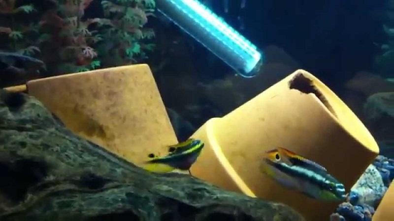 kribensis en el acuario