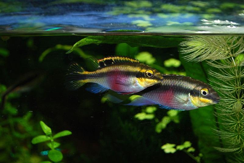 pareja de kribensis en el acuario