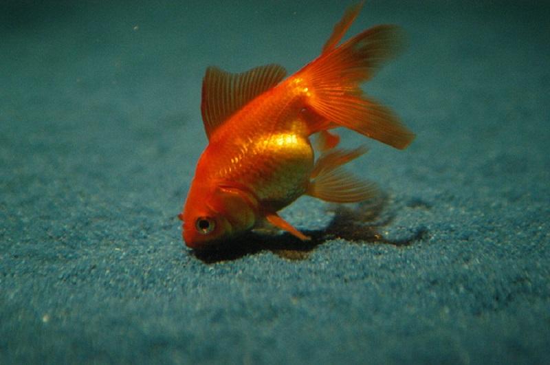 hidropesía en goldfish
