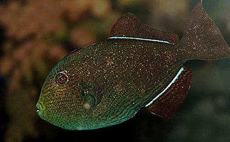 enfermedad del punto blanco en peces marinos