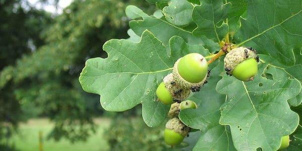 regalos bodas de roble