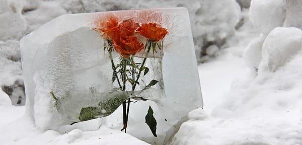 flor en hielo