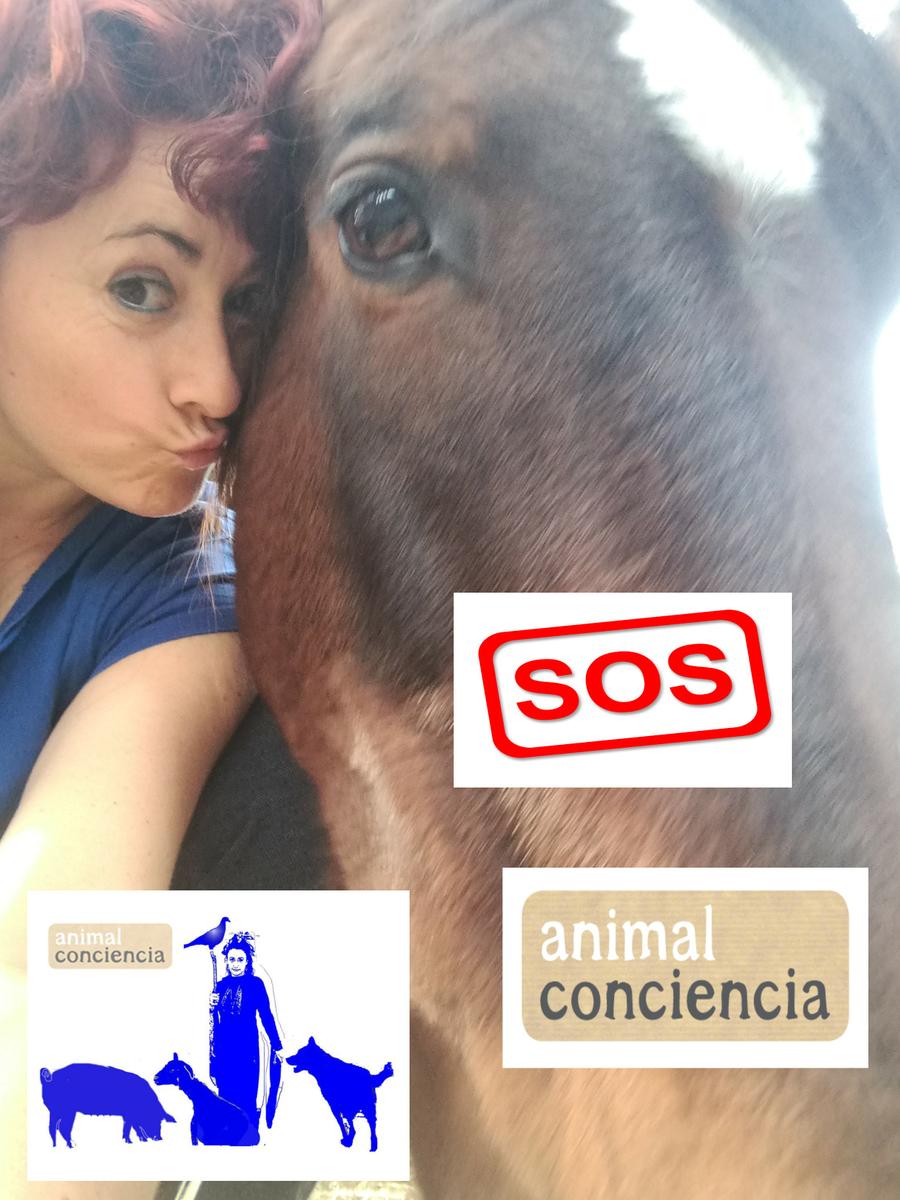 animal conciencia caballo,donacion ,compra solidaria,regalos originales