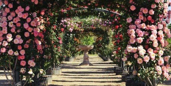 ideas bodas de rosas