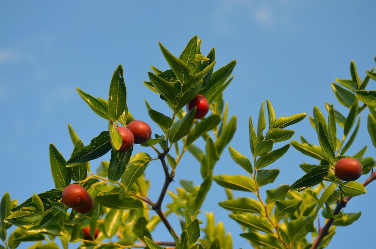 imagen de la fruta de otoño jinjol o azofaina