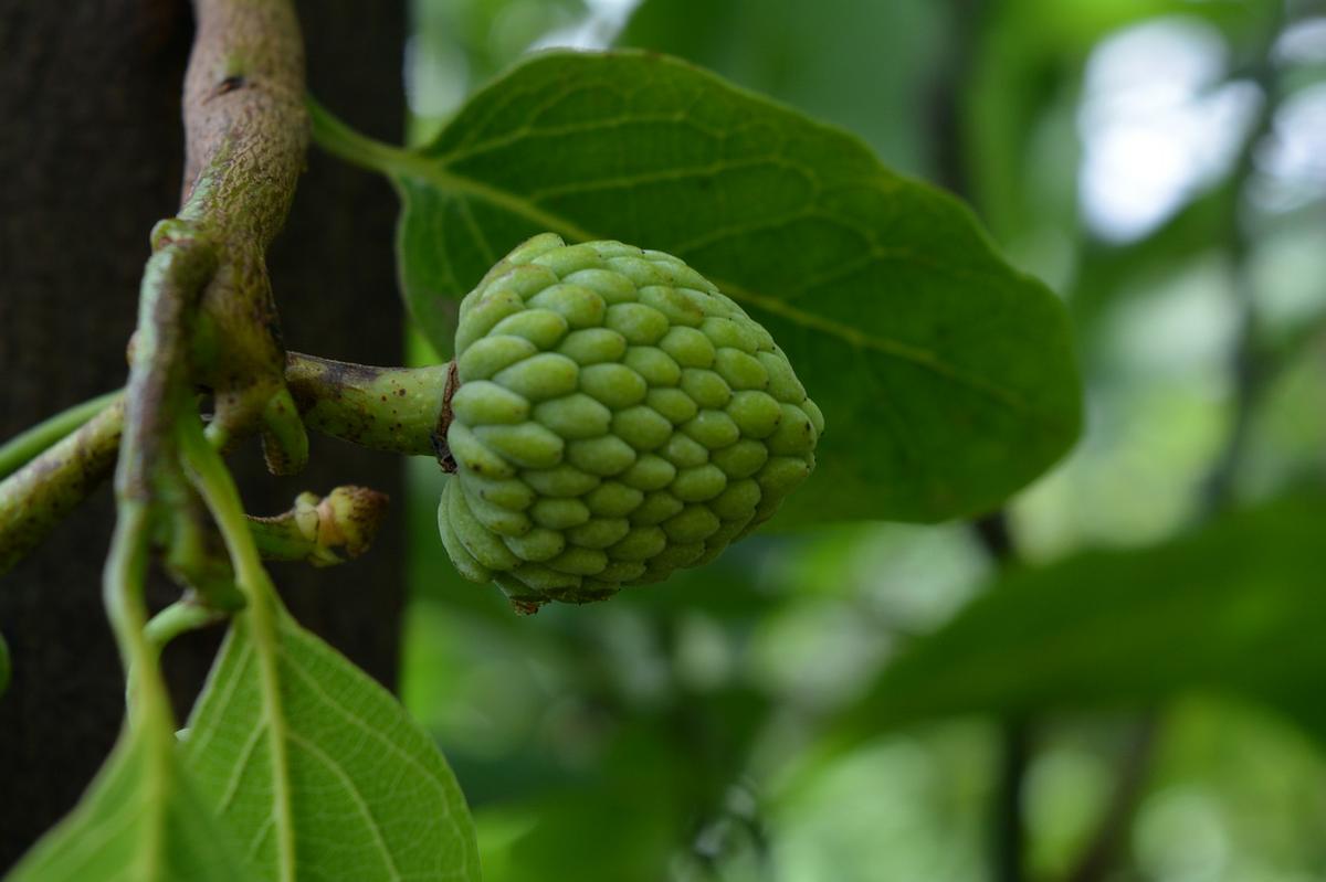 imagen de la fruta tropical la chirimoya