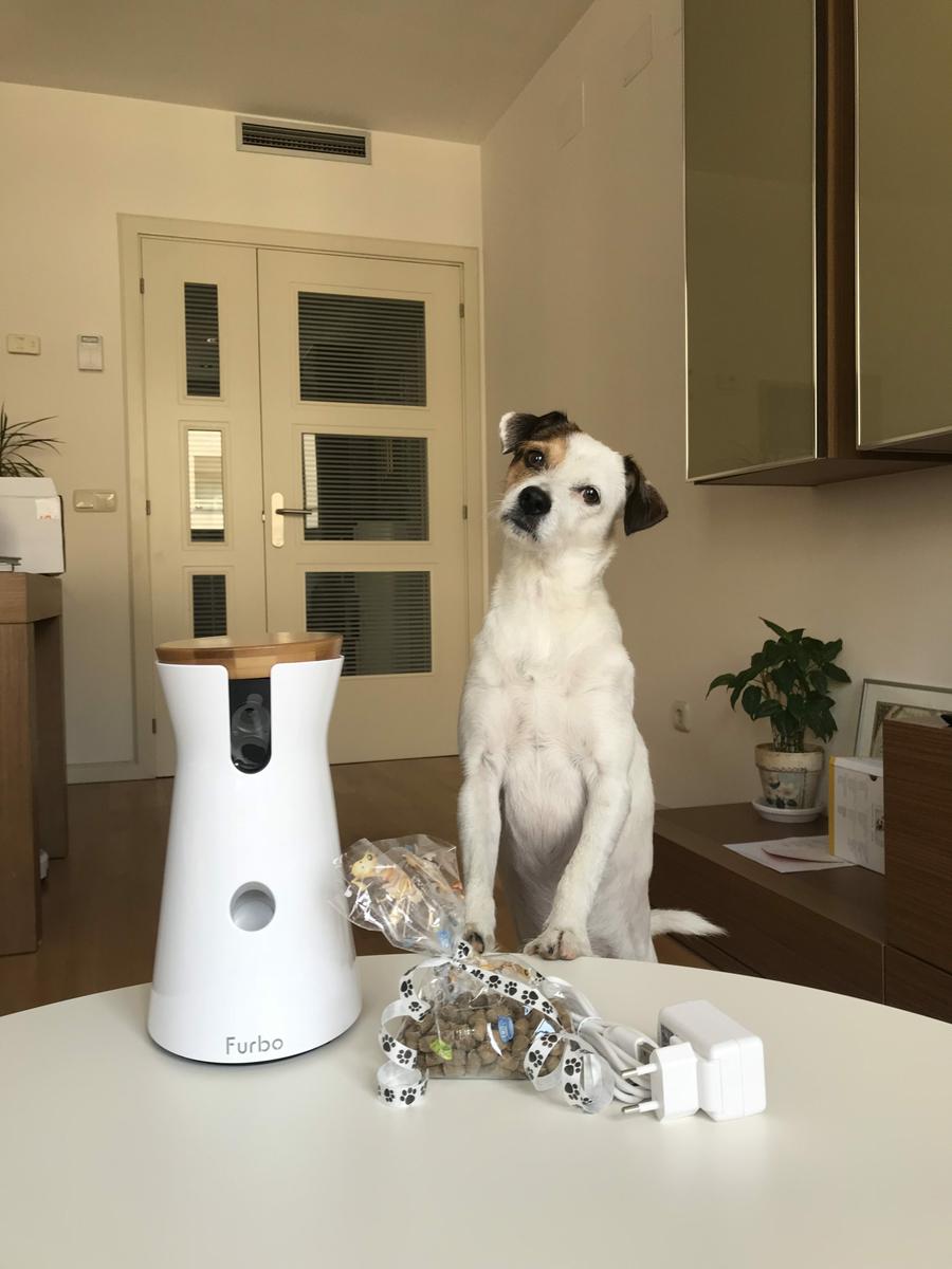 Pancho-y-la-furbo-dog