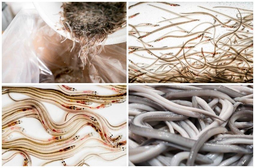 Angulas a la bilbaina